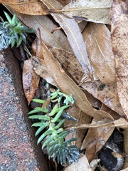 Petrosedum rupestre