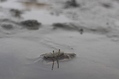 Macrophthalmus banzai