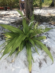 Hymenocallis littoralis