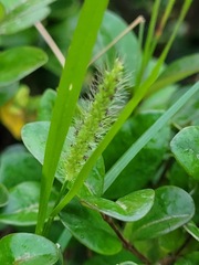 Setaria parviflora