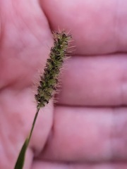 Setaria parviflora