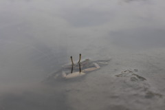 Macrophthalmus banzai