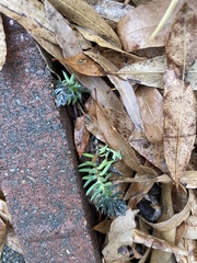 Petrosedum rupestre