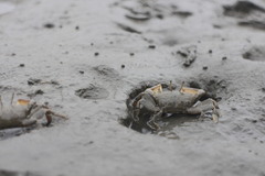 Macrophthalmus banzai