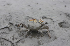 Macrophthalmus banzai