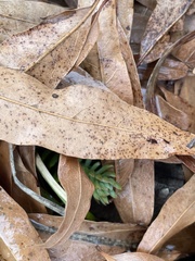 Petrosedum rupestre