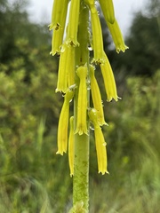 Kniphofia laxiflora