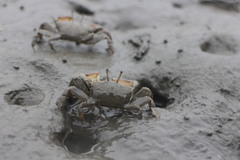 Macrophthalmus banzai