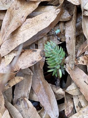 Petrosedum rupestre