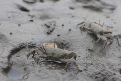 Macrophthalmus banzai