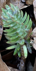 Petrosedum rupestre