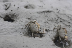 Macrophthalmus banzai