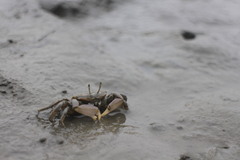 Macrophthalmus banzai