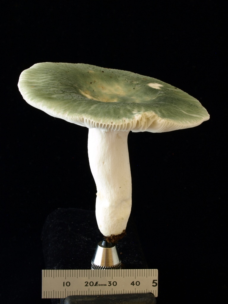 Russula virescens