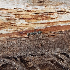 Myrmecia pilosula