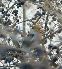 Coccothraustes coccothraustes