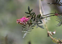 Grevillea caleyi