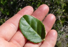 Mystroxylon aethiopicum