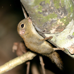 Exilisciurus exilis