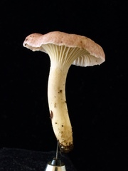 Cantharellus atrolilacinus
