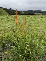 Kniphofia laxiflora