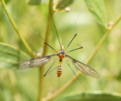 Leptotarsus clavatus