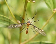 Leptotarsus clavatus