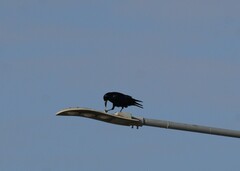 Corvus frugilegus