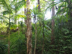 Cordyline stricta