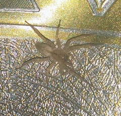 Anyphaenidae