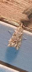 Eudonia submarginalis