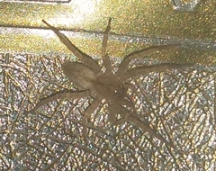 Anyphaenidae