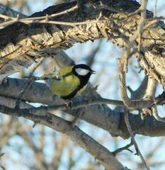 Parus major
