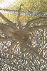 Anyphaenidae