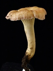 Cantharellus atrolilacinus