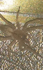 Anyphaenidae