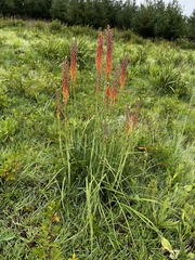 Kniphofia laxiflora