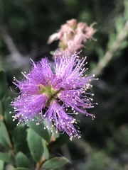 Melaleuca nesophila