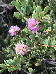Melaleuca nesophila