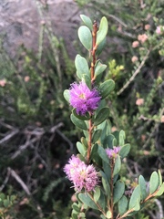 Melaleuca nesophila
