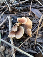Lentinellus
