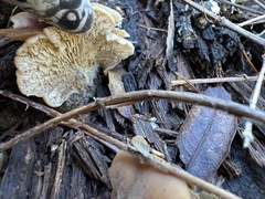 Lentinellus