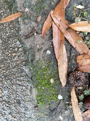 Streblotrichum convolutum