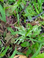 Poa annua
