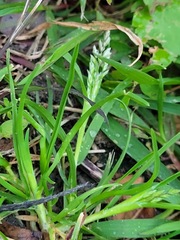 Poa annua