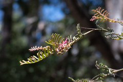 Grevillea caleyi