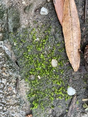 Streblotrichum convolutum