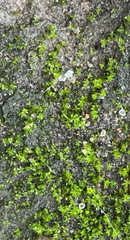 Streblotrichum convolutum
