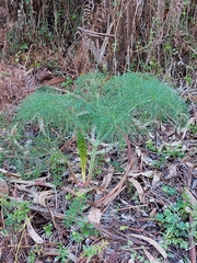 Ferula communis
