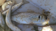 Dicentrarchus punctatus